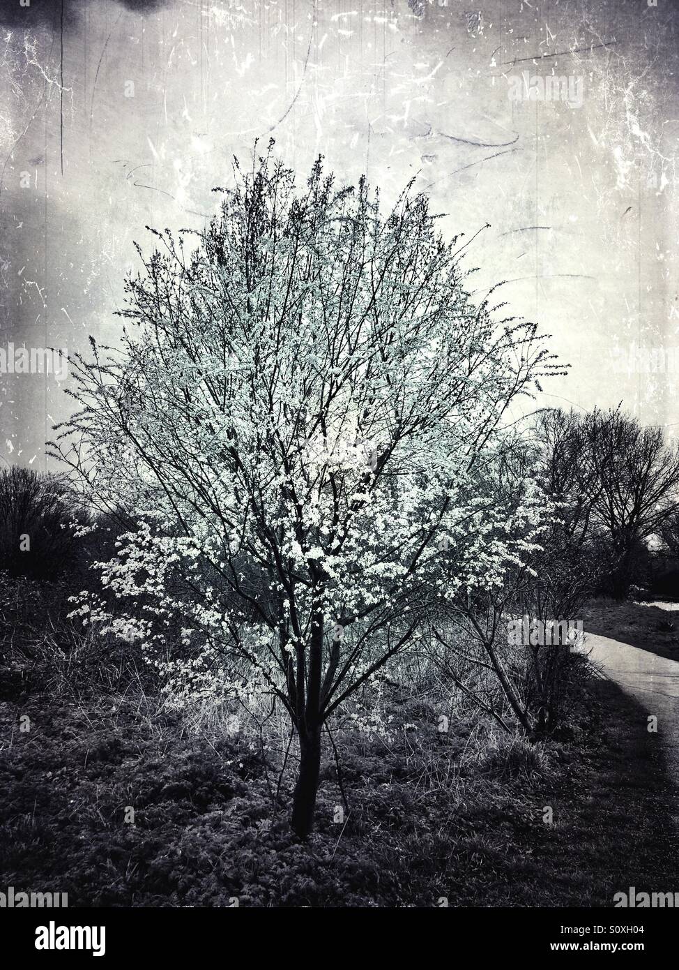 Blossoming blackthorn tree Banque D'Images