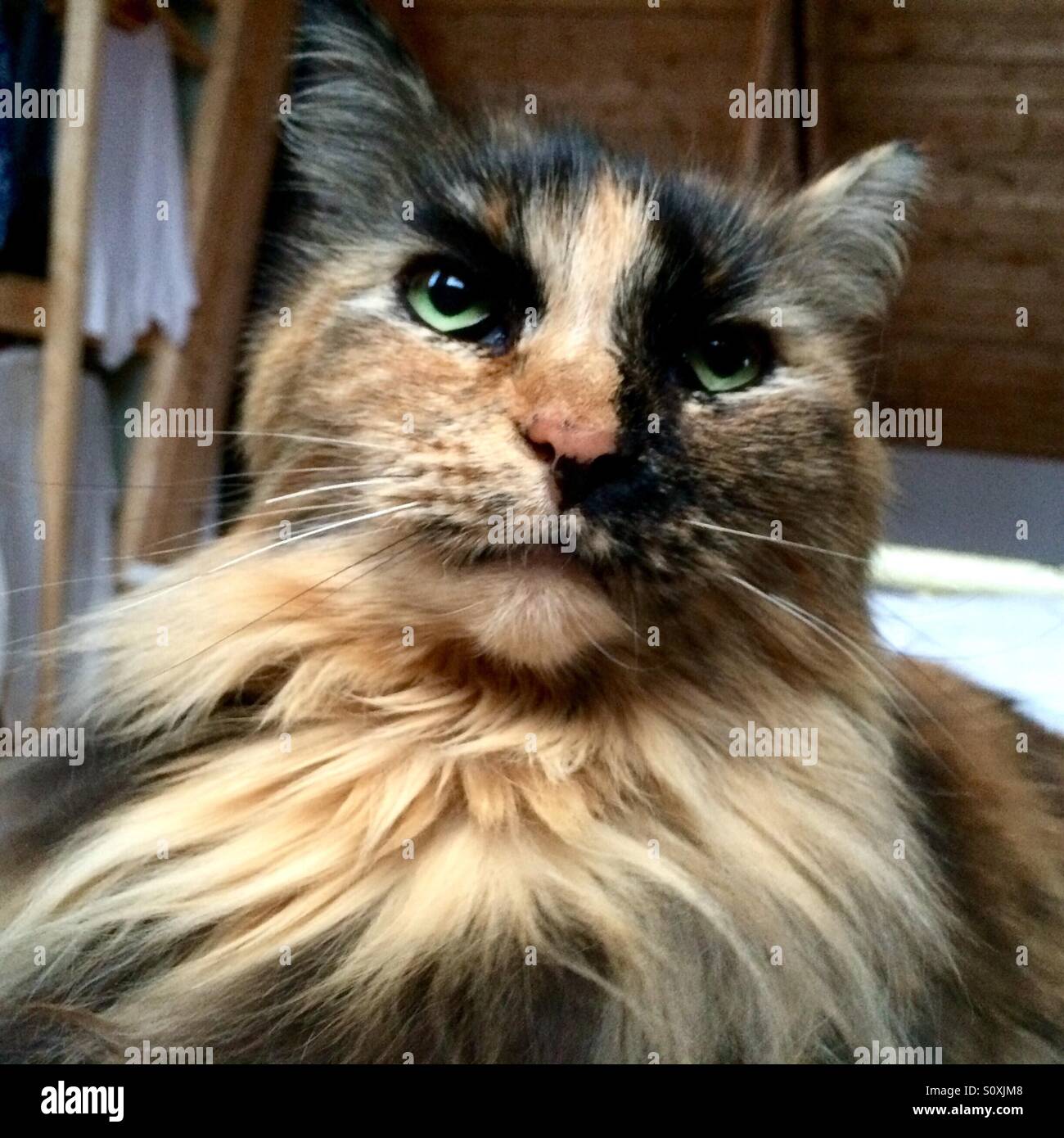 Close up d'un chat avec une crinière blonde. Banque D'Images