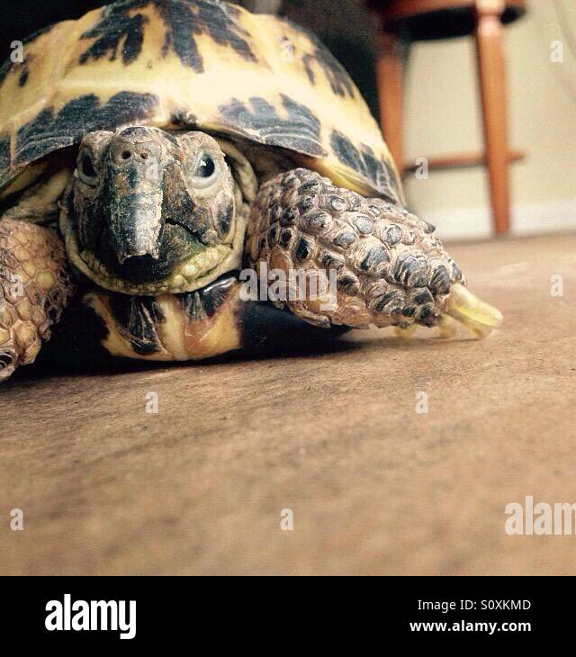 Tortue russe de ramper sur le sol. Banque D'Images