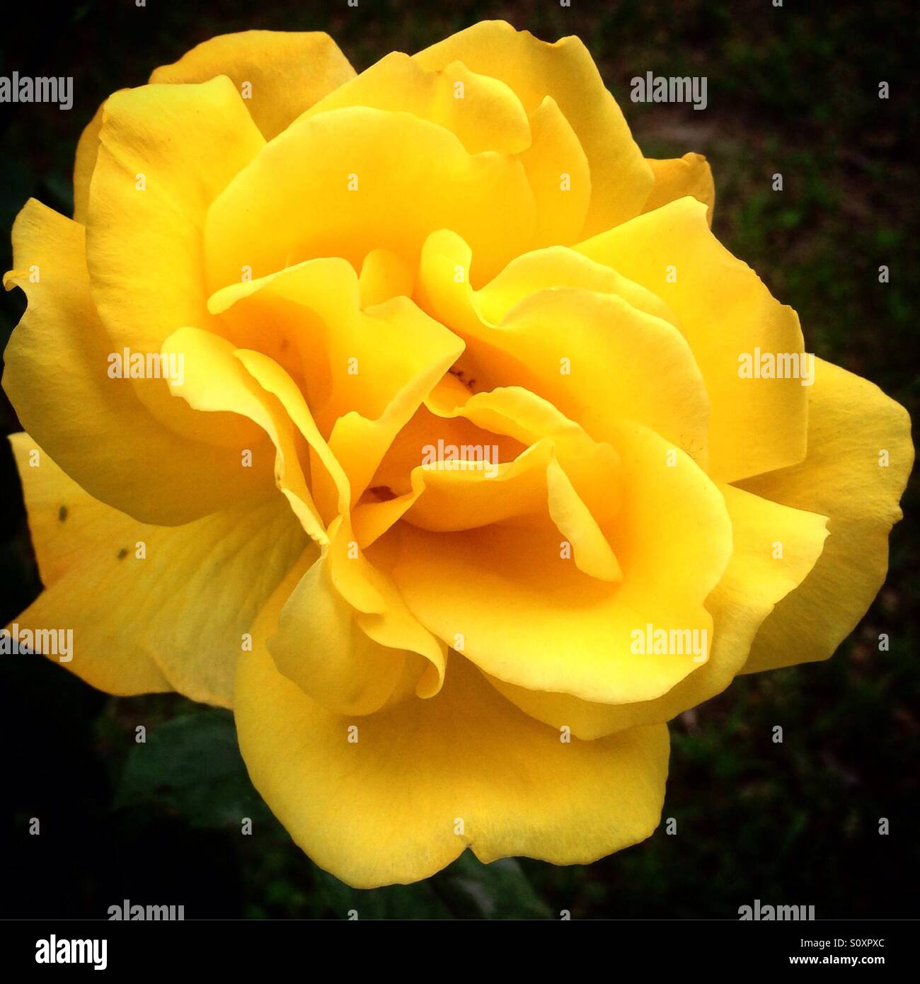 Rose jaune en pleine floraison Banque D'Images