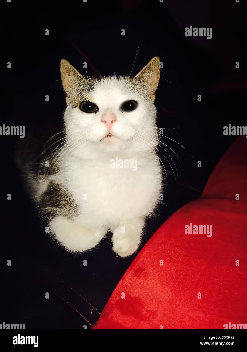 Chat Tigre Blanc Assis Sur Le Canape Photo Stock Alamy