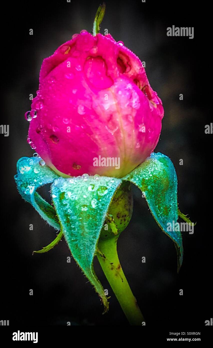 Bouton de rose rose avec la rosée du matin Banque D'Images