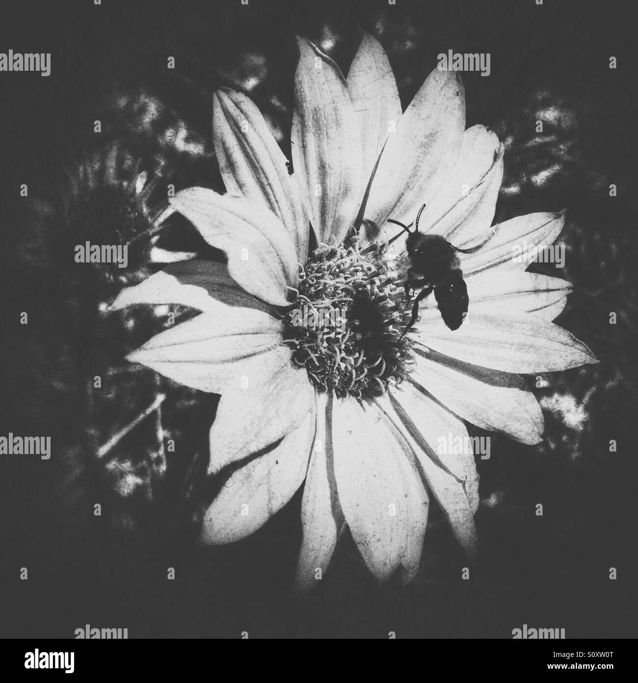 Fleur dans le soleil avec abeille pollinisant. Noir et blanc. Banque D'Images