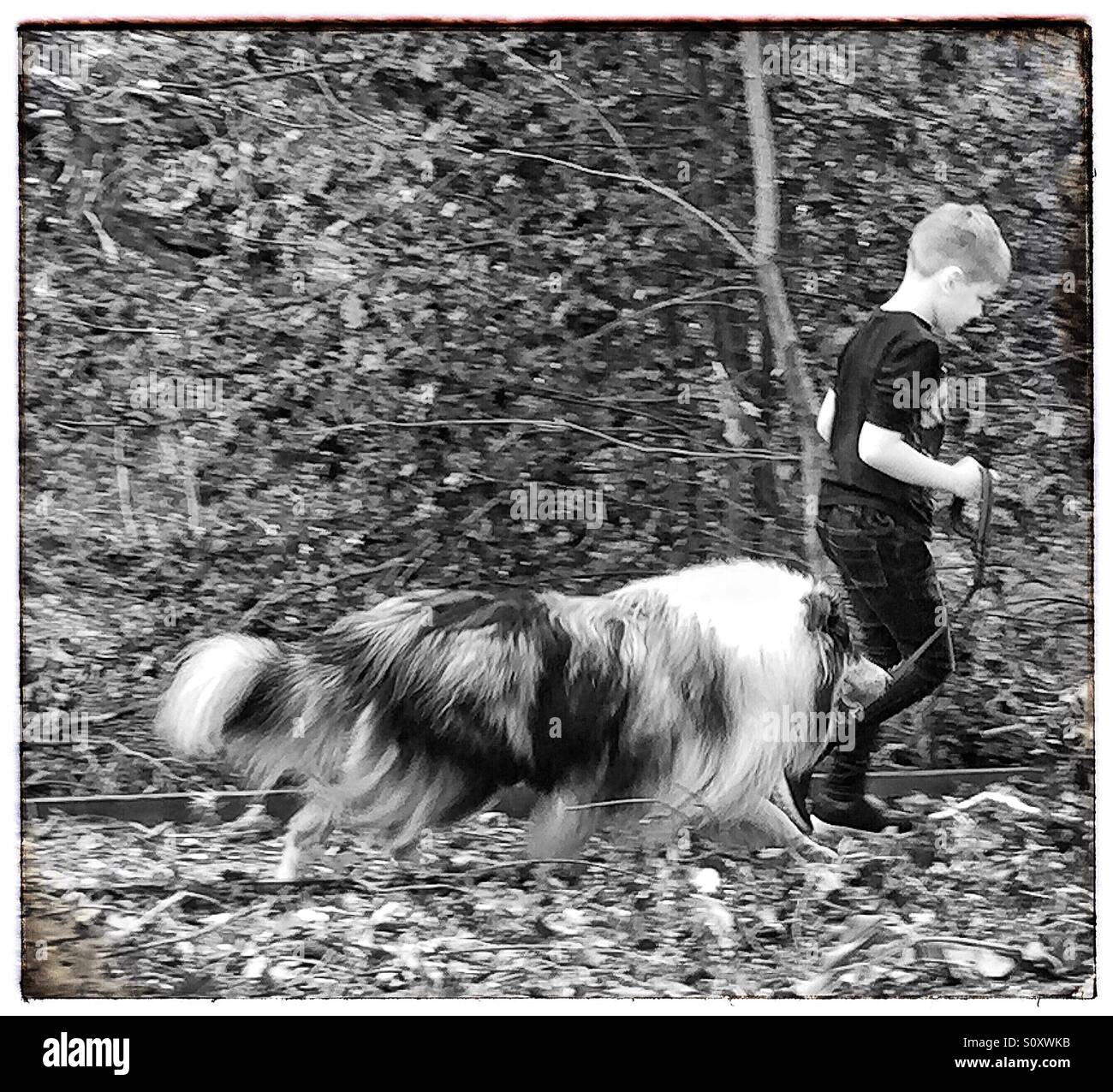 Un garçon en tenant son chien pour une promenade Banque D'Images