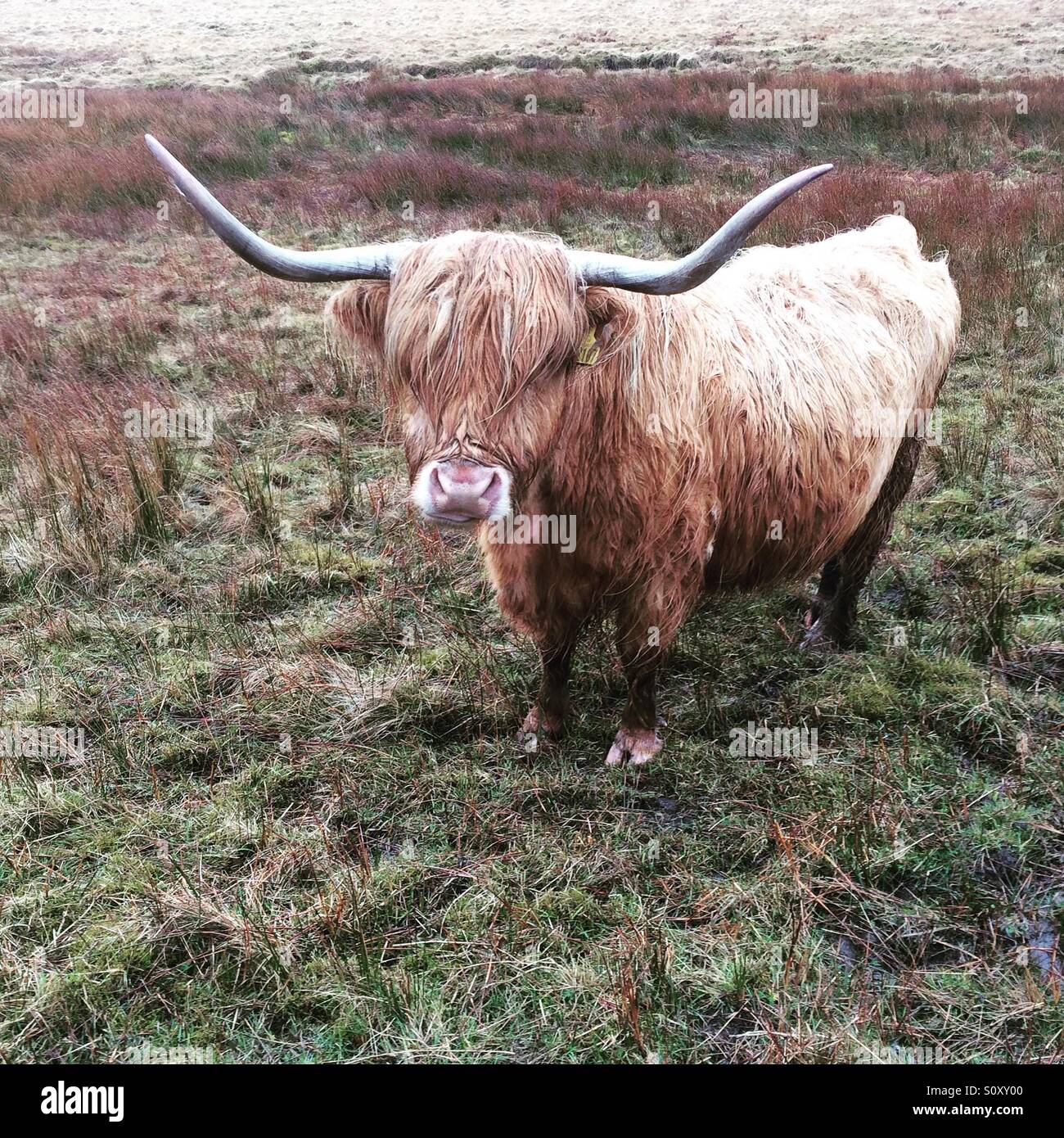 Une vache Highland se trouve dans un champ dans le Yorkshire du Nord. Banque D'Images