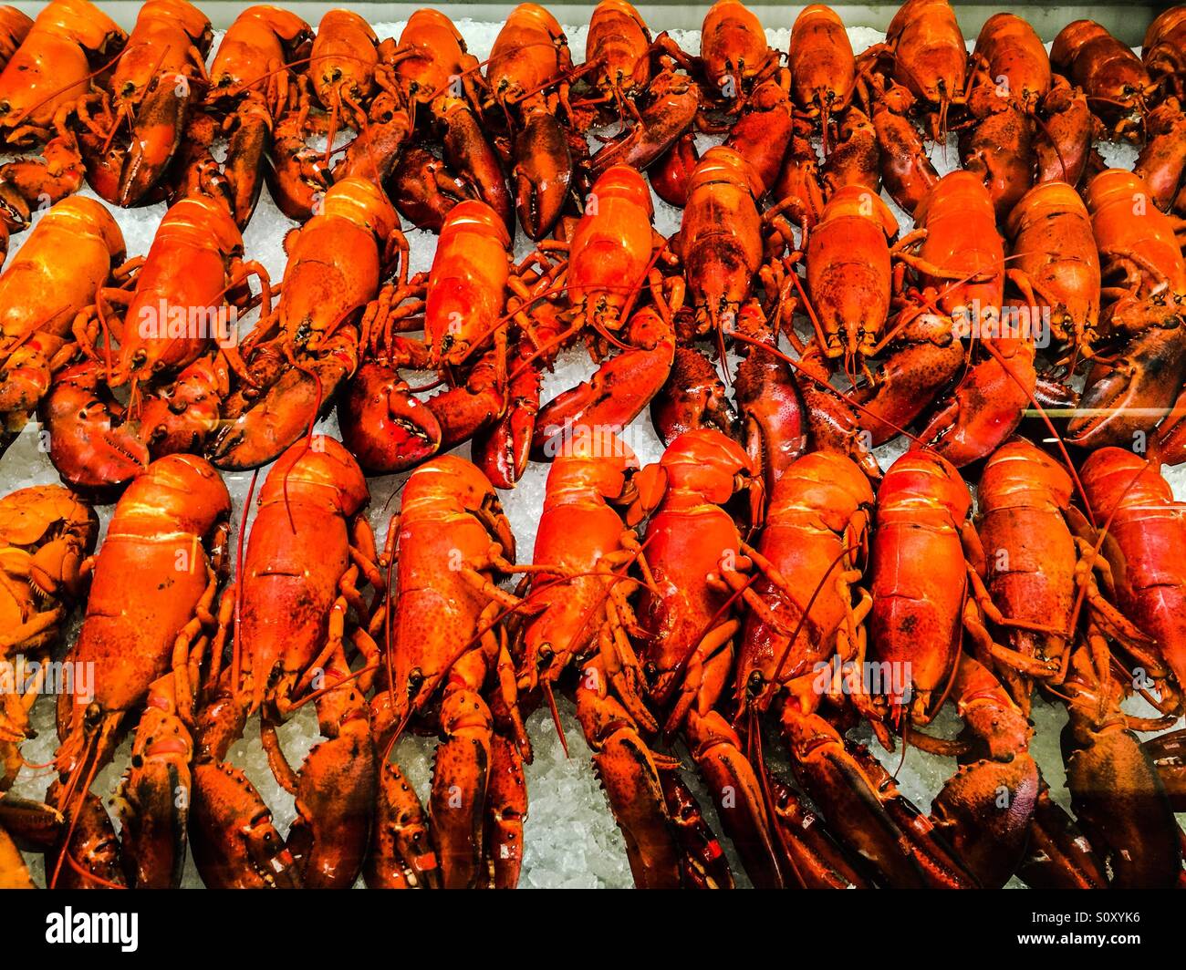 Homard entier délicieux, entièrement cuit, sur glace - Image de stock capturée avec un smartphone