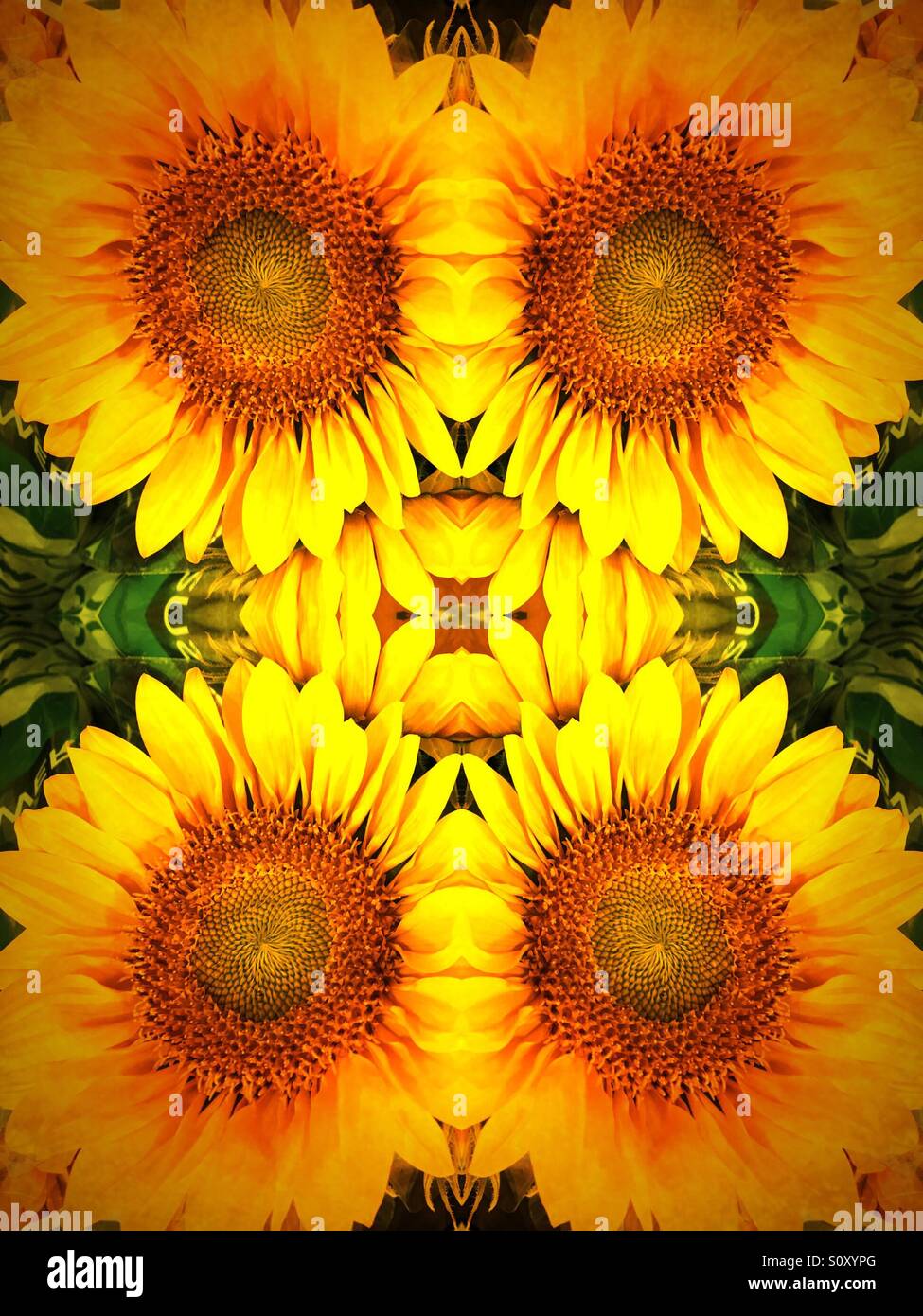 Tournesols symétrique Banque D'Images