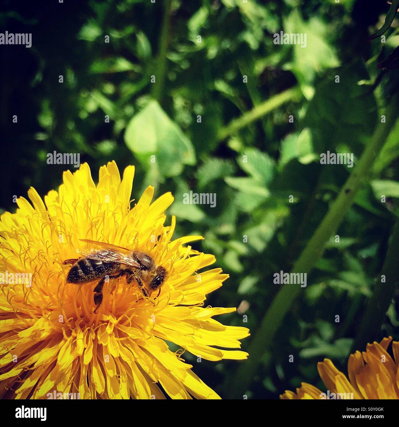 Séance photo d'abeille Banque D'Images