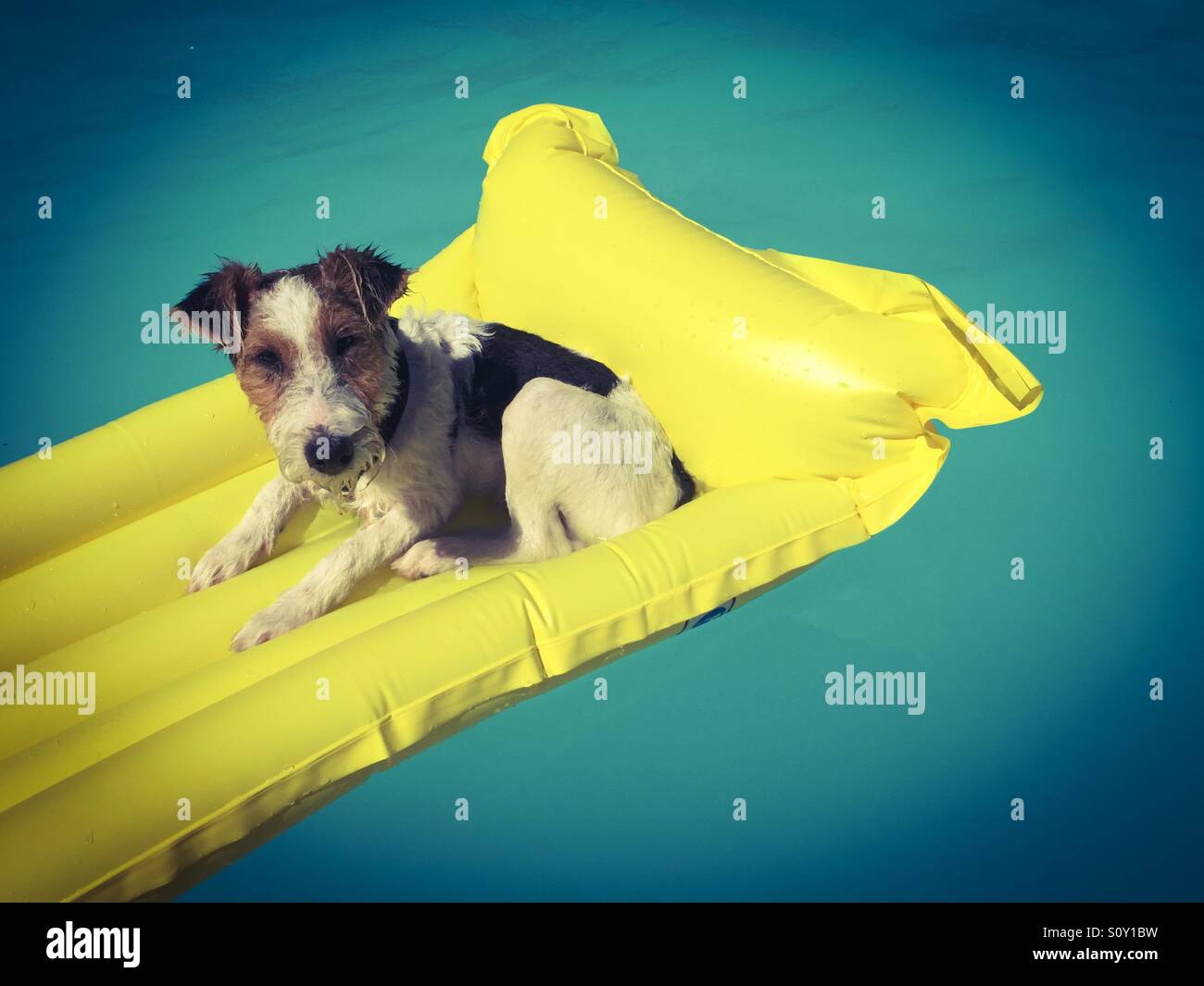 Terrassier à poil dur allongé sur un matelas gonflable jaune dans une piscine - Image de stock capturée avec un smartphone