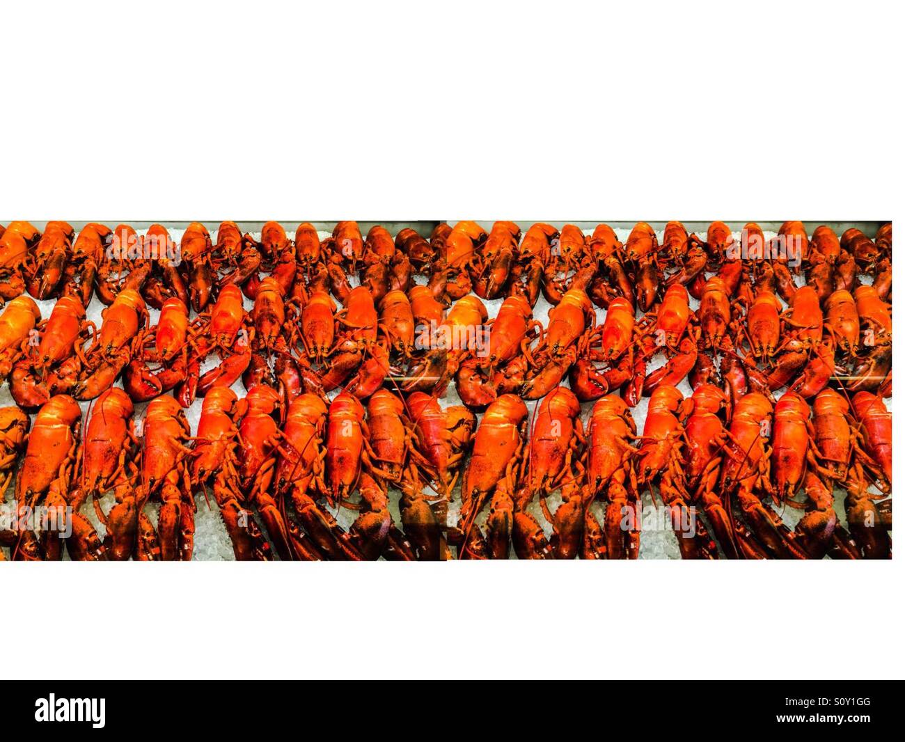 Vitrine de homards - Image de stock capturée avec un smartphone