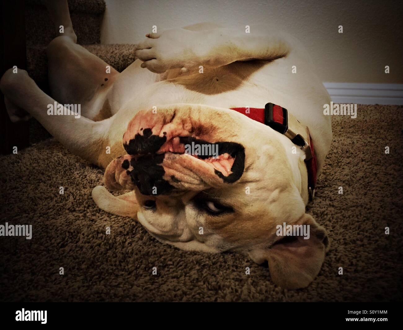 Bulldog paresseux Banque D'Images