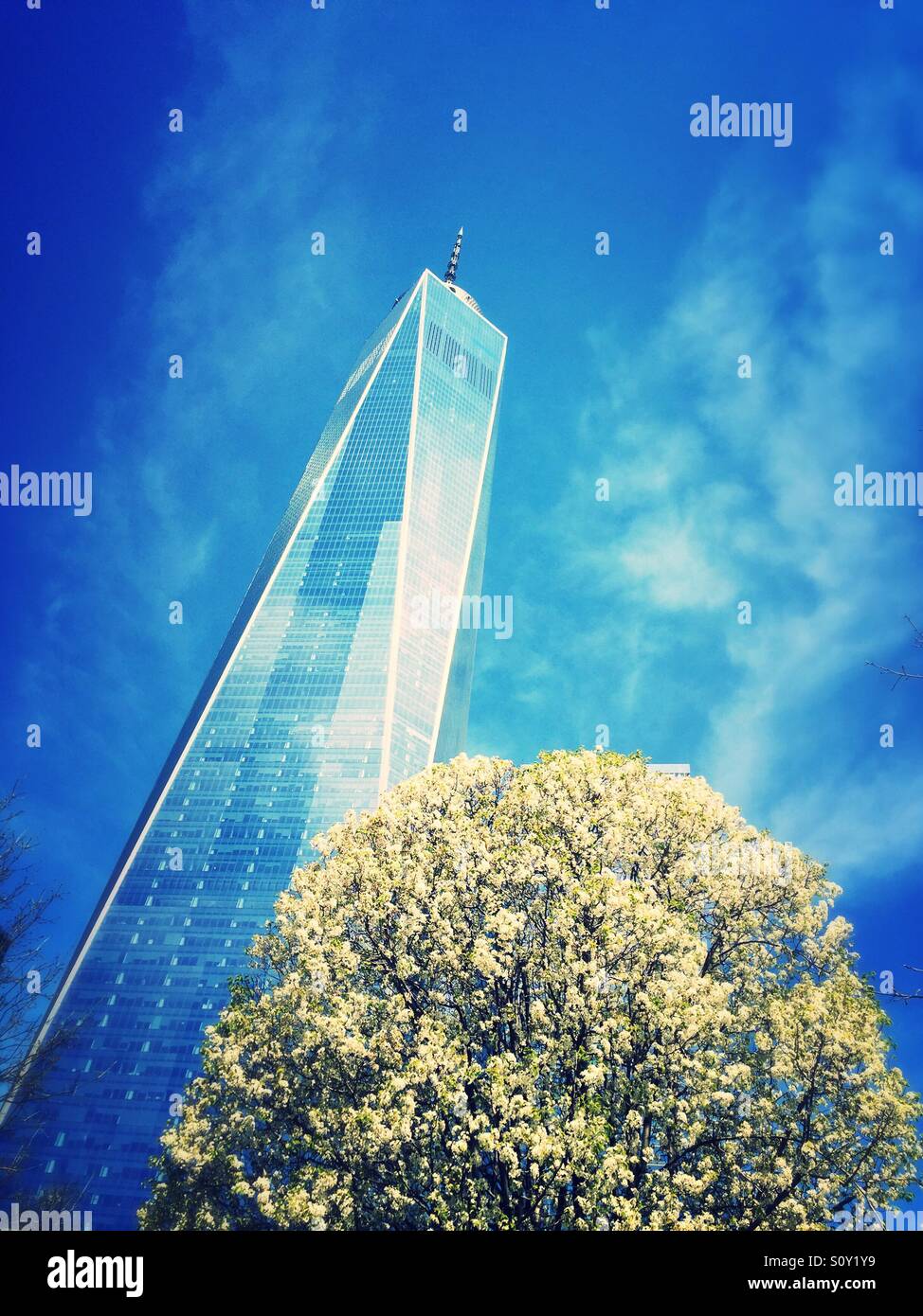 Arbre survivant et tour de la liberté sur le site commémoratif de 911 à New York, États-Unis - Image de stock capturée avec un smartphone