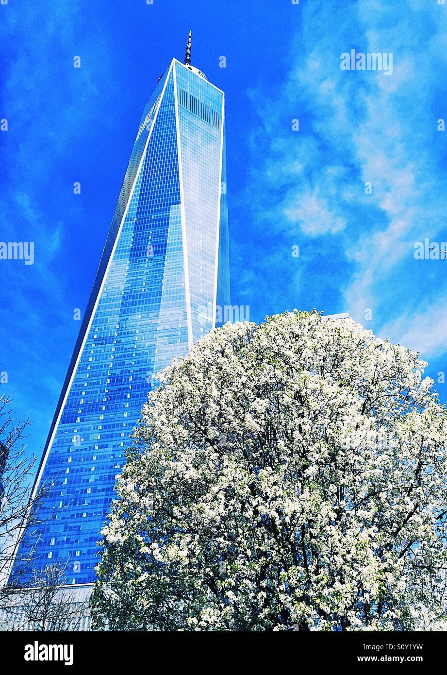 Arbre survivant de la tour de la liberté et au site commémoratif du 911 New York City USA - Image de stock capturée avec un smartphone