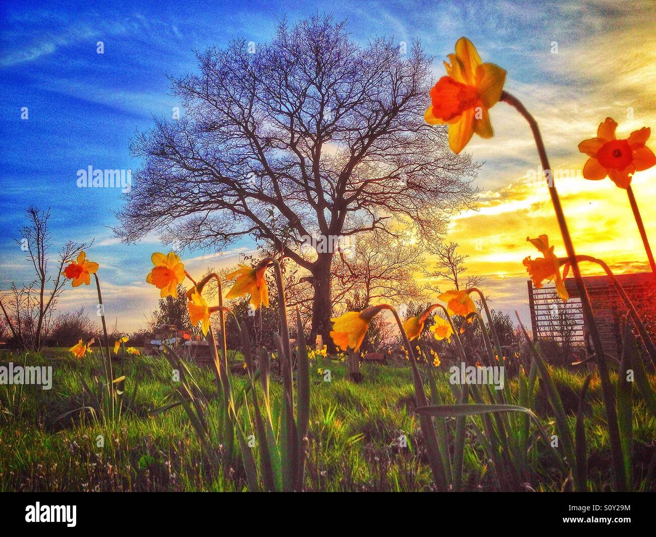 Les jonquilles dans le pré au coucher du soleil. - Image de stock capturée avec un smartphone