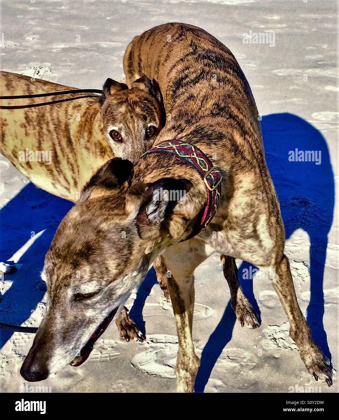 Deux chiens Greyhound sur la plage... on est un peu timide de l'appareil photo Banque D'Images