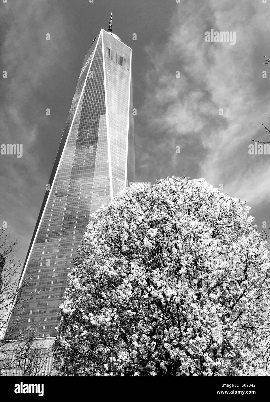 Arbre survivant de la tour de la liberté et au site commémoratif du 911 à New York City, USA - Image de stock capturée avec un smartphone