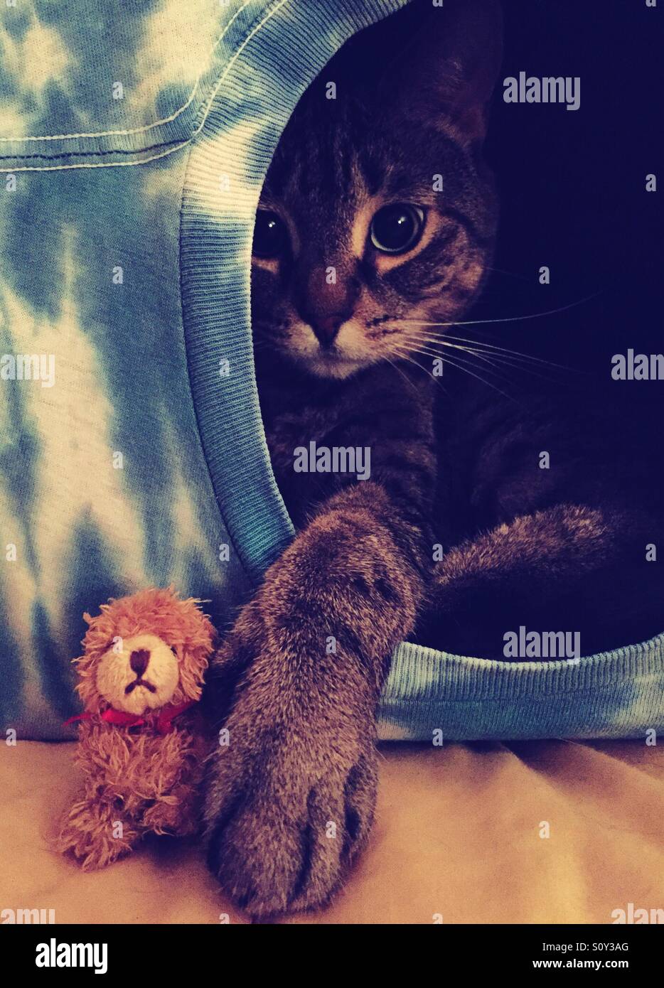 Chat tigré et son ours en peluche - Image de stock capturée avec un smartphone