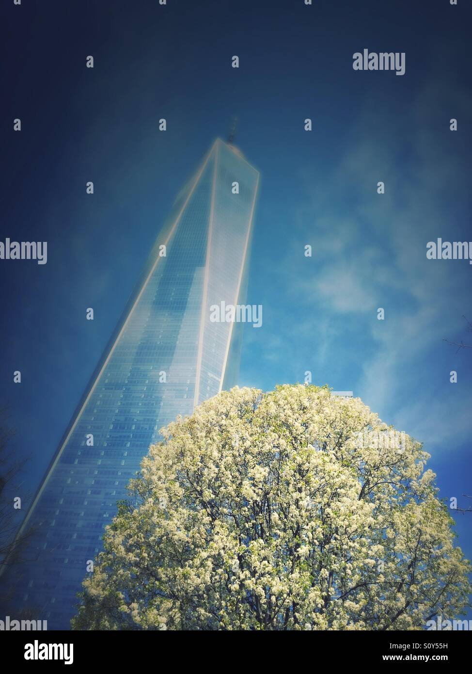 Arbre survivant de la tour de la liberté et au site commémoratif du 911 à New York City, USA - Image de stock capturée avec un smartphone