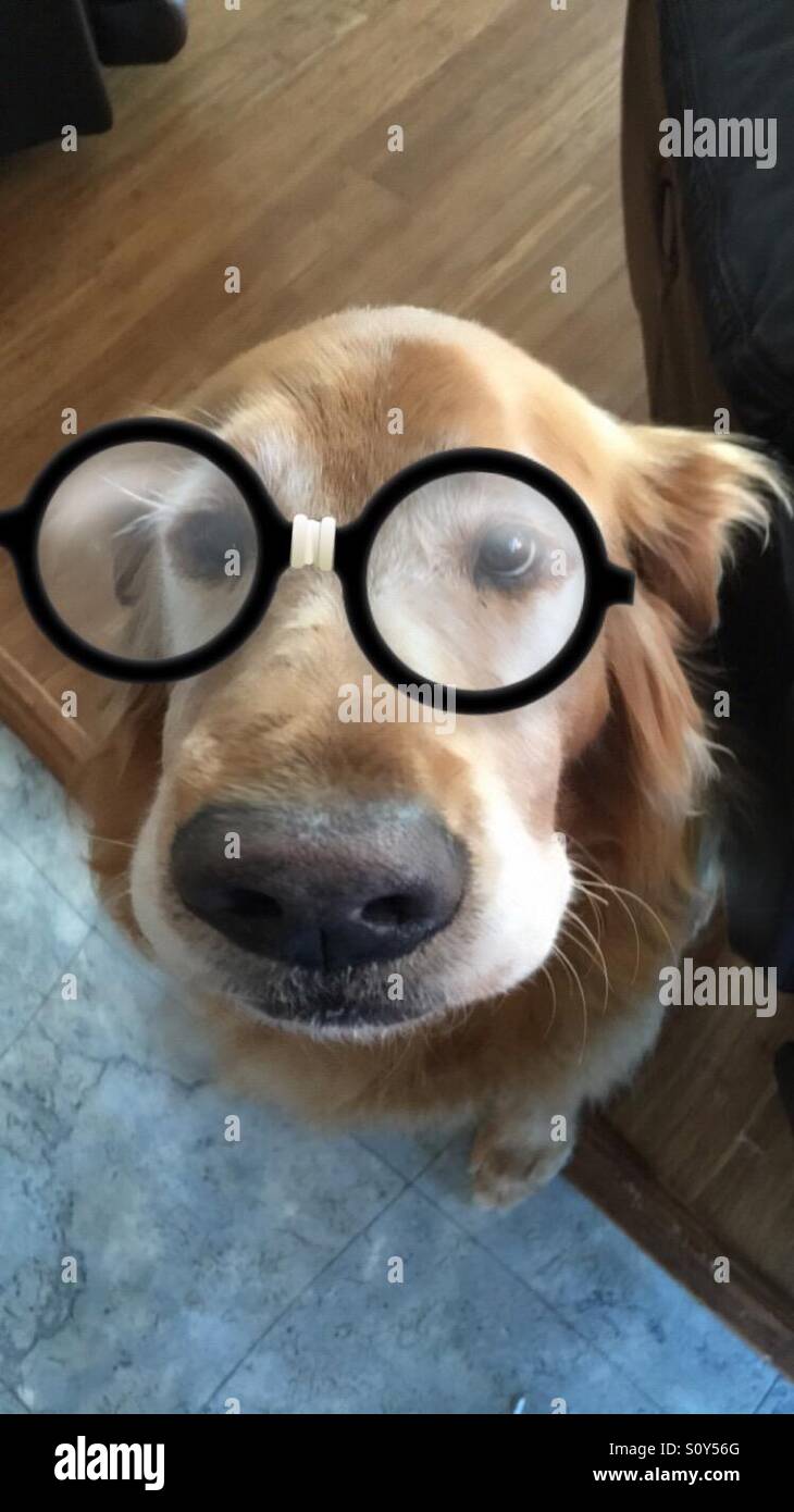 Joli chien avec filtre snapchat Photo Stock - Alamy