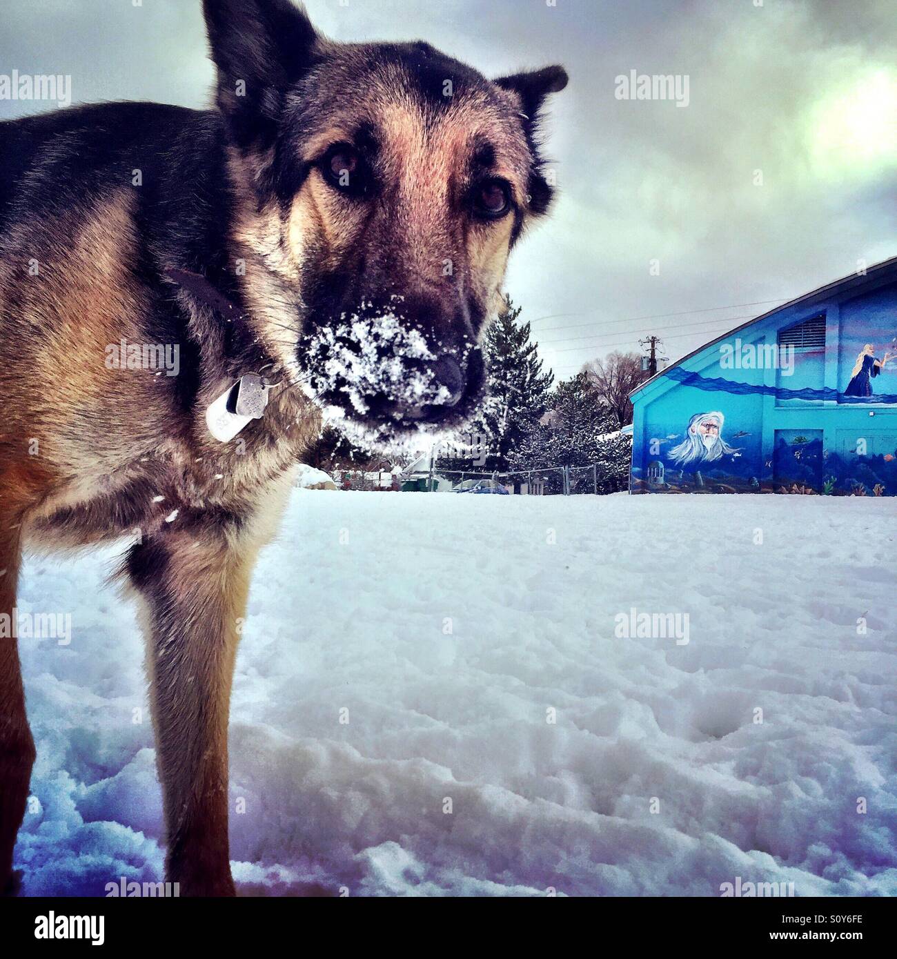 Berger Allemand Stupide Photo Stock Alamy Berger Allemand Stupide Photo Stock Alamy