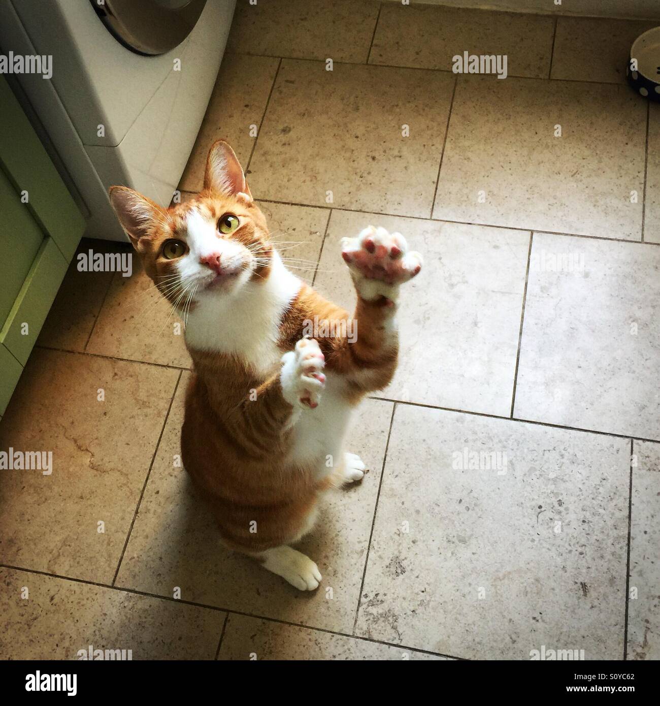 Une orange et blanc se dresse sur ses pattes arrières avec ses pattes tendus, regardant la caméra sur un plancher de tuiles Banque D'Images