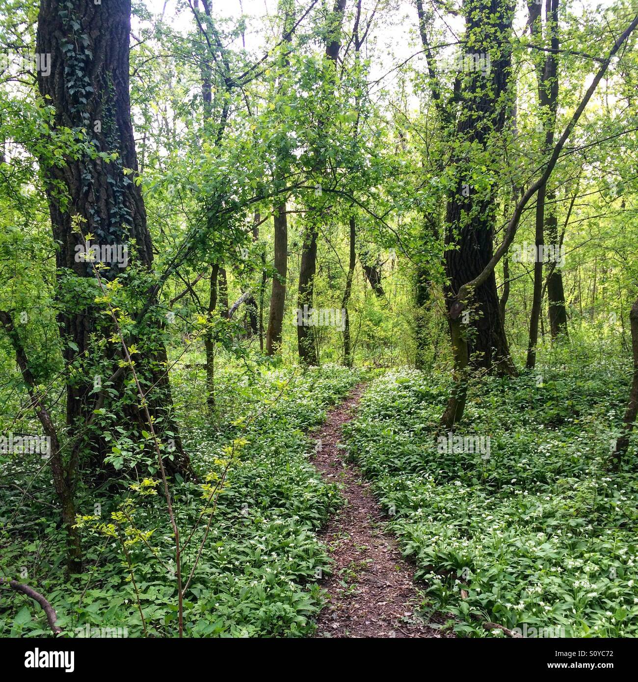 Un voyage inattendu - chemin de la montagne solitaire Banque D'Images