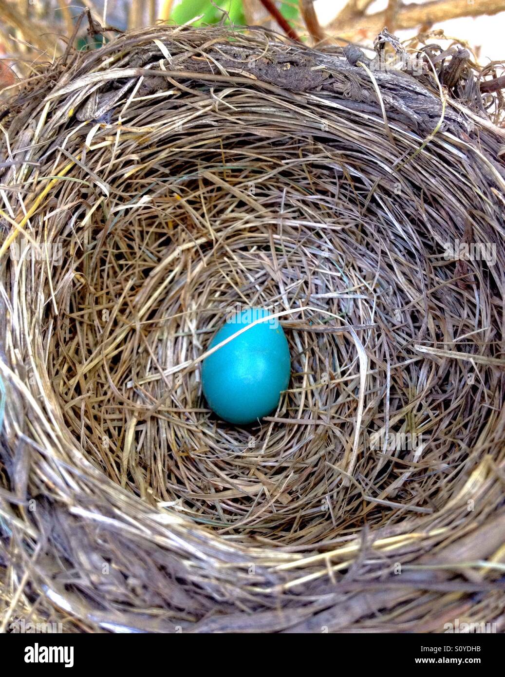 Robin's Nest avec des oeufs isolés Banque D'Images