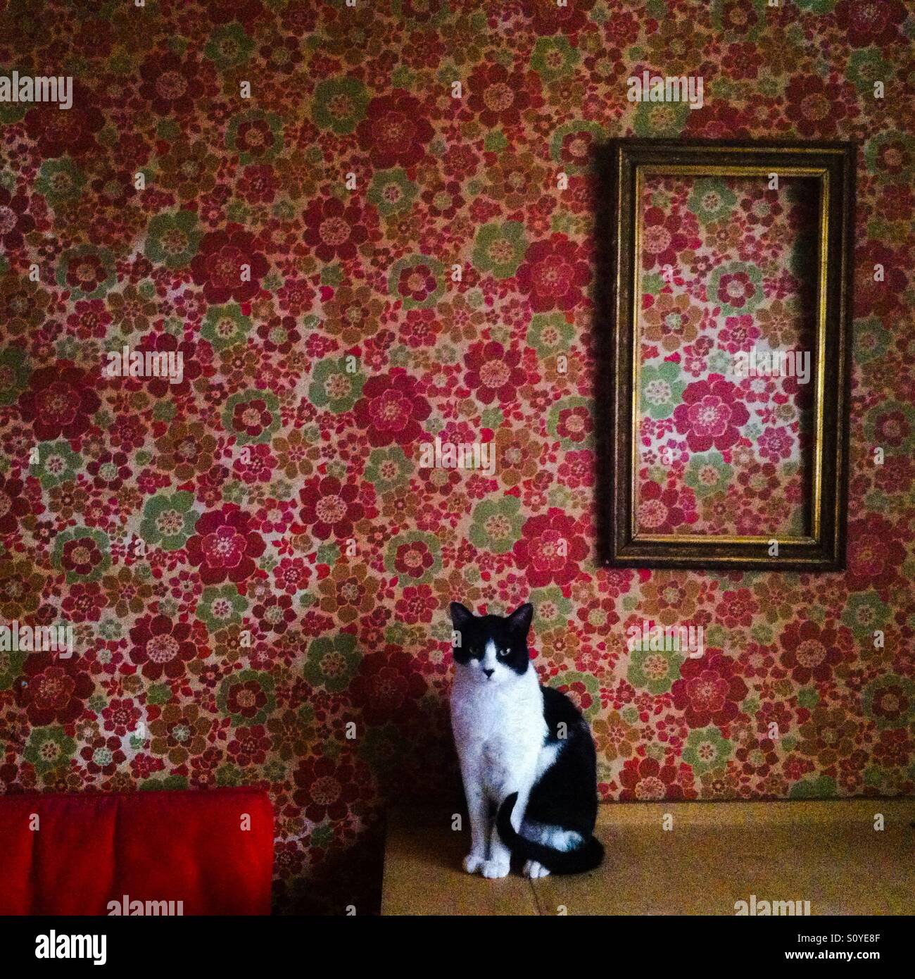 Chat sur la table Banque D'Images