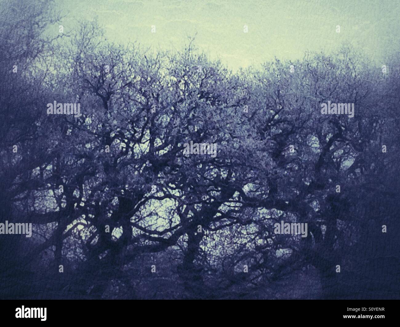 Rangée de branches d'arbre de chêne couvert de gel en noir et blanc avec soft blue mood Banque D'Images
