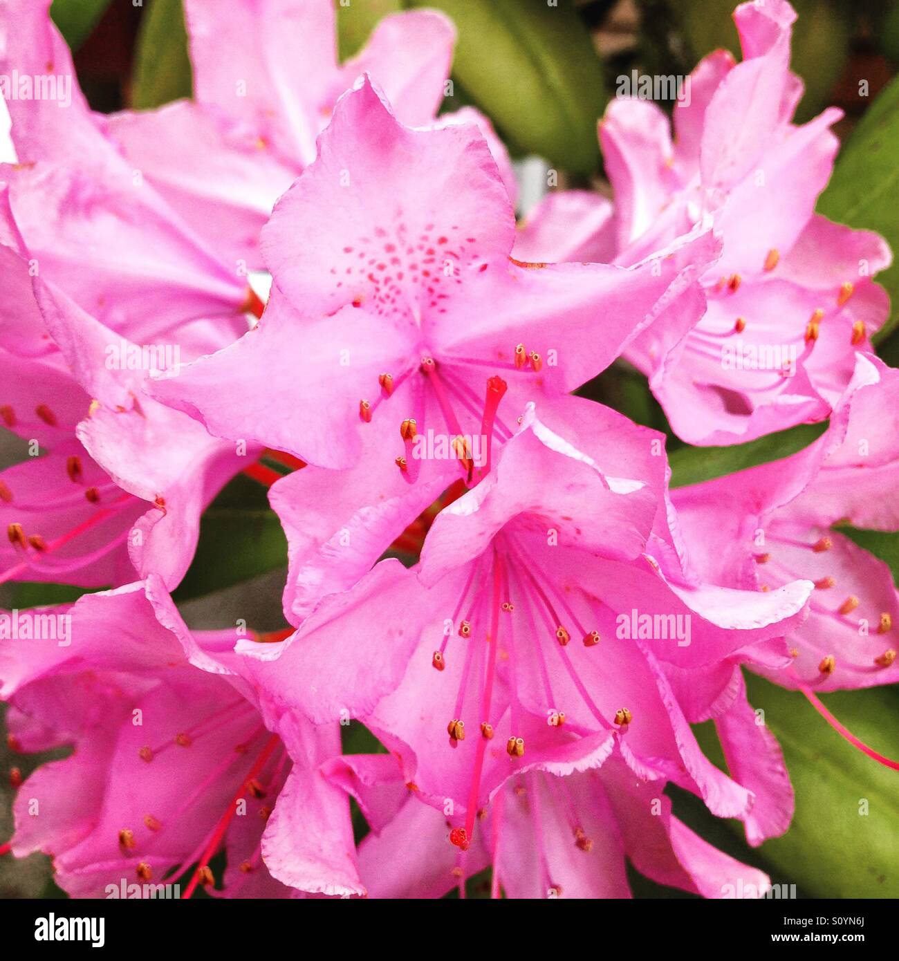 Fleurs roses dans un jardin - Image de stock capturée avec un smartphone