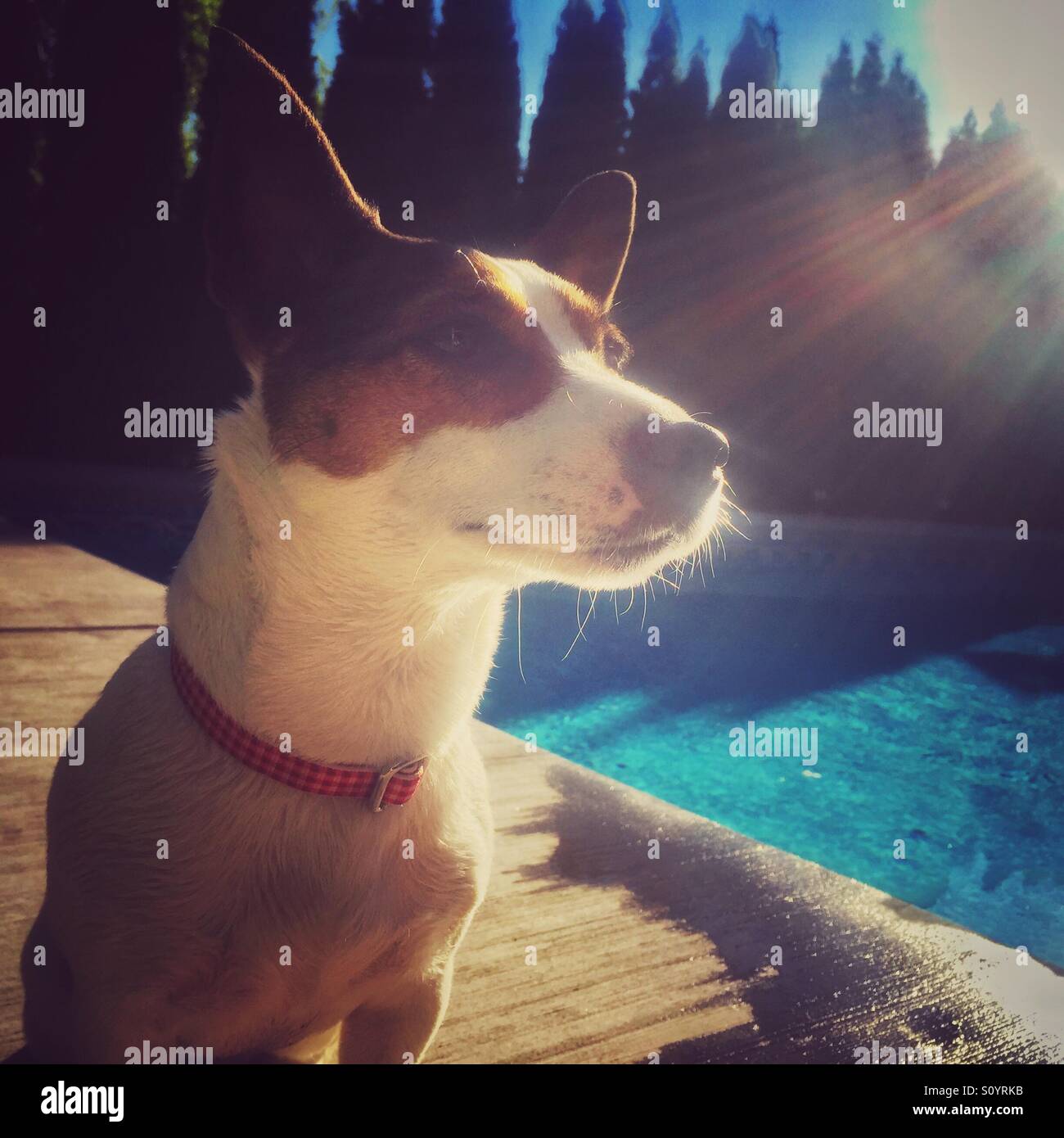 Vue en bas angle d'un chien Jack Russell Terrier assis paisiblement à côté d'une piscine se prélassant au soleil - Image de stock capturée avec un smartphone