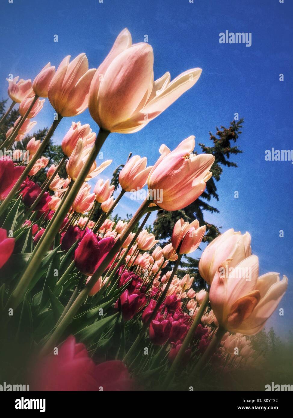 Tulipes au printemps sur un ciel bleu ensoleillé jour, avec le bleu et la texture. Banque D'Images