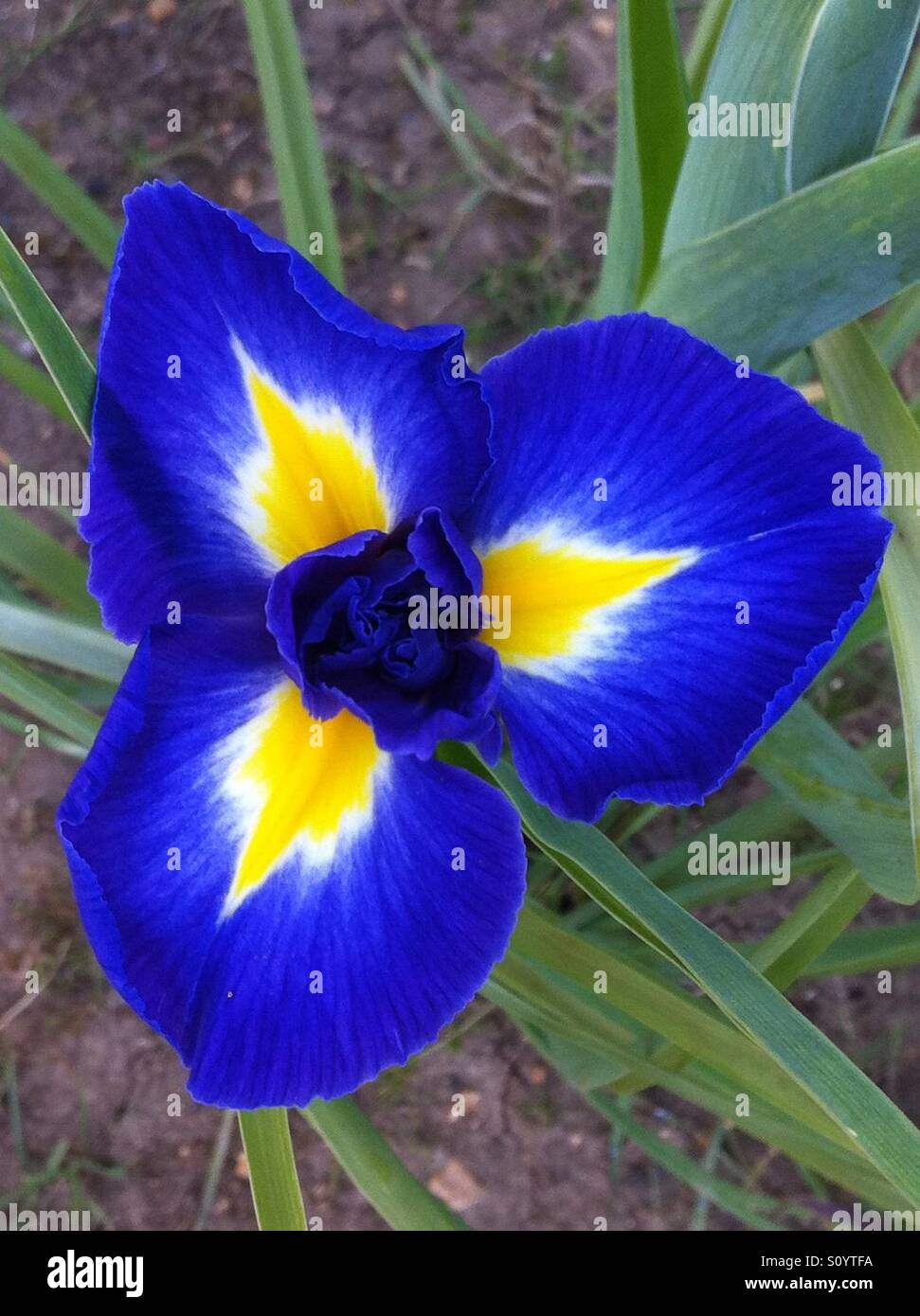 Fleur d'iris en fleurs dans le jardin, UK. Banque D'Images