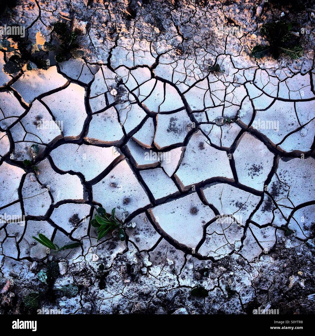 La terre ferme dans une ferme par la monoculture de l'désertifiées en Prado del Rey, La Sierra de Cadiz, Andalousie, Espagne - Image de stock capturée avec un smartphone