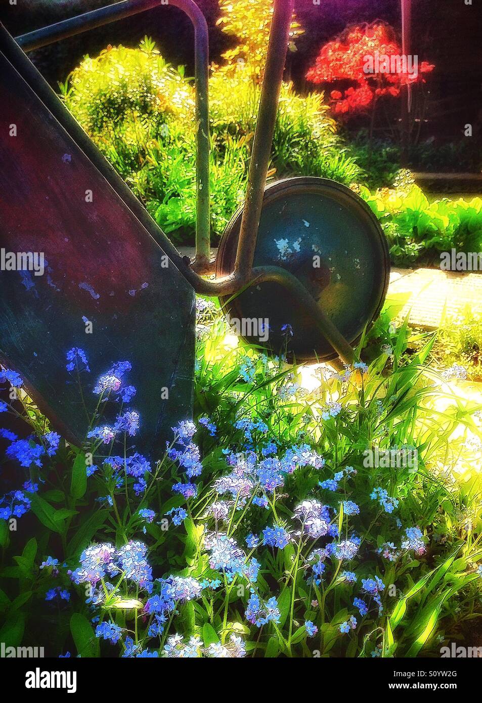 Scène de jardin avec brouette et fleurs bleues. - Image de stock capturée avec un smartphone