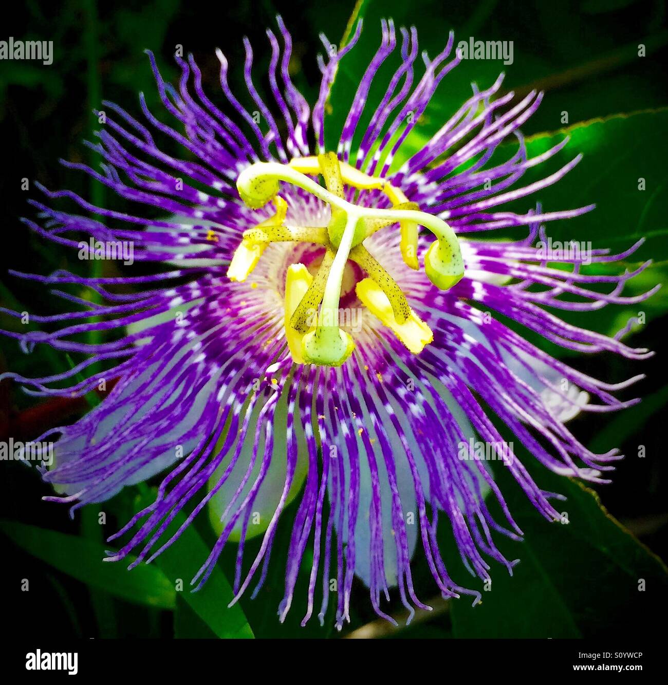 Fleur de la Passion close-up dans la lumière du soleil, Passiflora incarnata partielle Banque D'Images