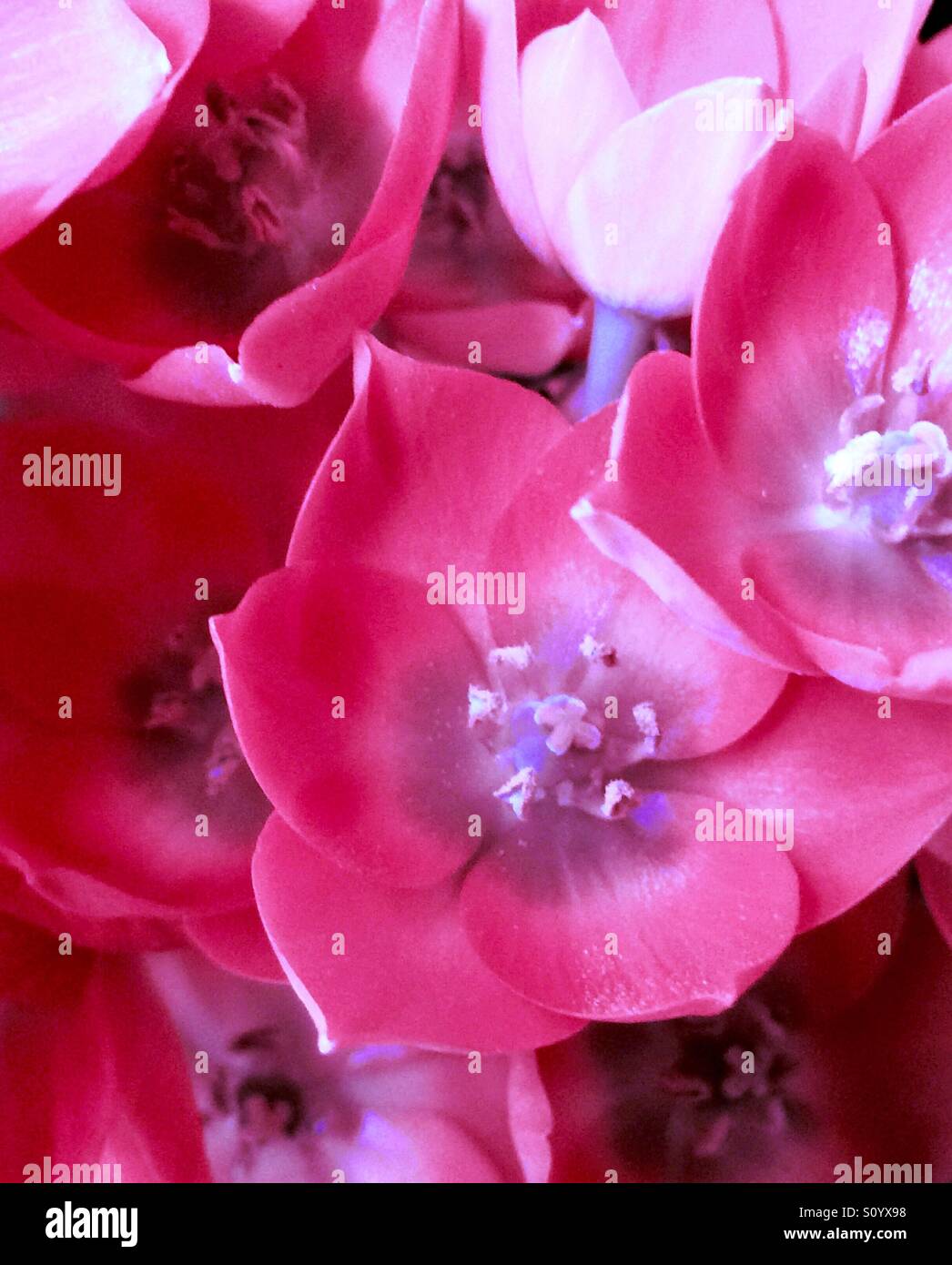 Sun Star rose fleurit close-up, Ornithogalum dubium - Image de stock capturée avec un smartphone