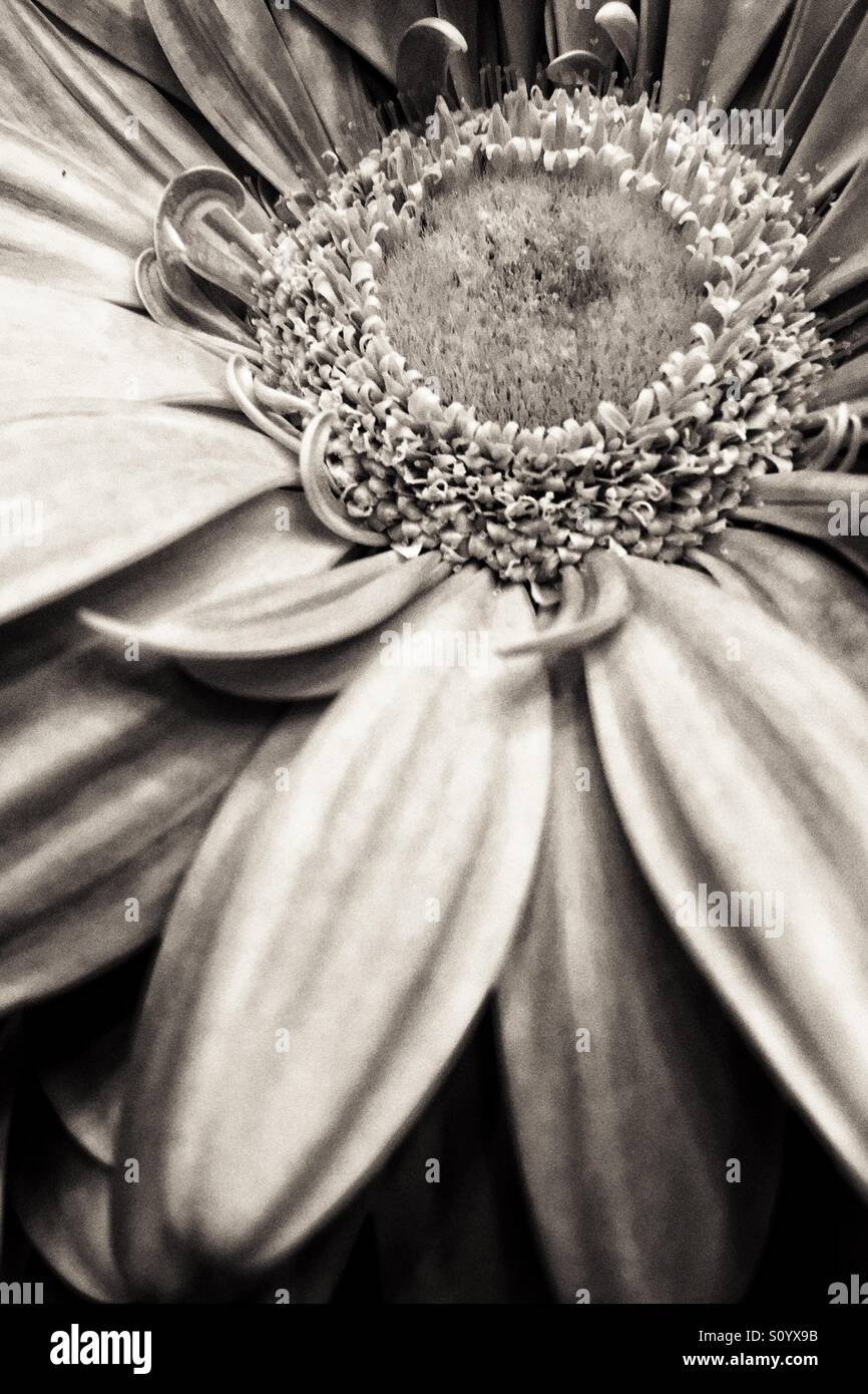 Gerbera daisy noir macro noir et blanc Banque D'Images