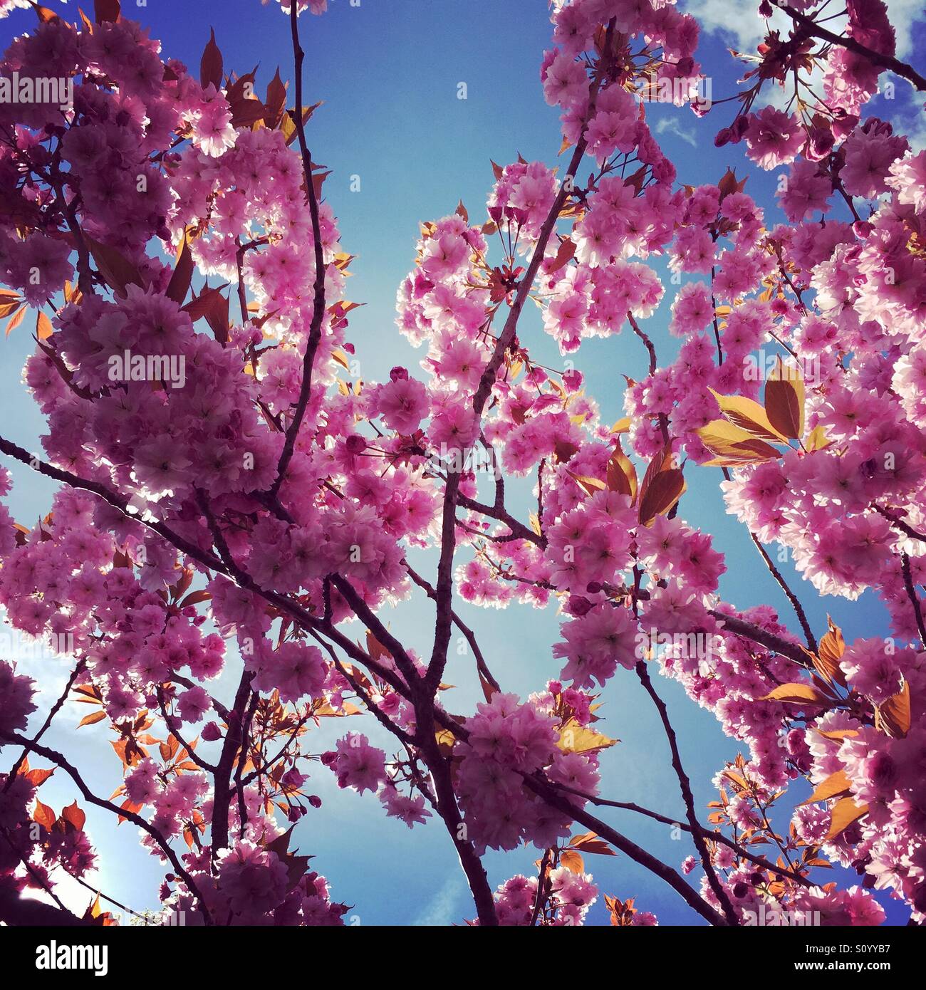 Cherryblossom rose fleurs contre un ciel bleu ensoleillé à Dublin en Irlande Banque D'Images