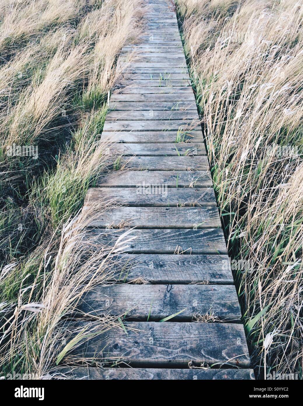 Un trottoir de bois à travers un marais dans le Northumberland, au Royaume-Uni. Banque D'Images