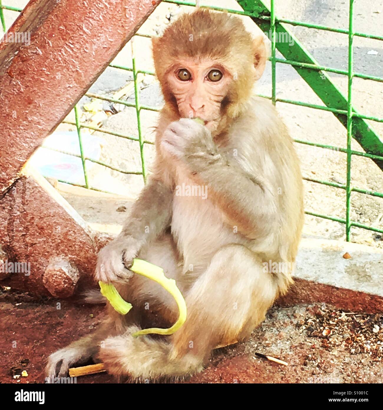 Avoir une collation ! Petit singe sauvage par le pont à Rishikesh, Inde. Banque D'Images