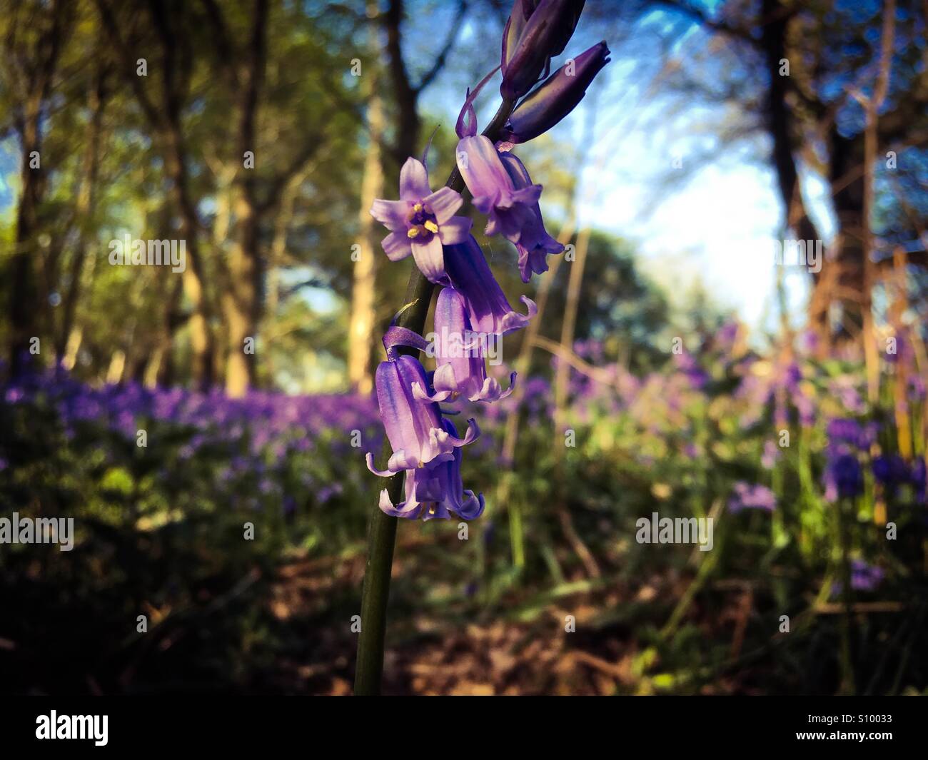 Bluebells dans l'enceinte de l'Université d'East Anglia - Image de stock capturée avec un smartphone