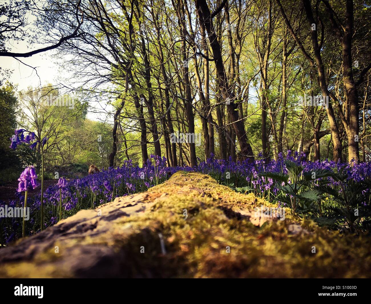 Bluebells entourant un arbre tombé dans l'enceinte de l'Université d'East Anglia - Image de stock capturée avec un smartphone
