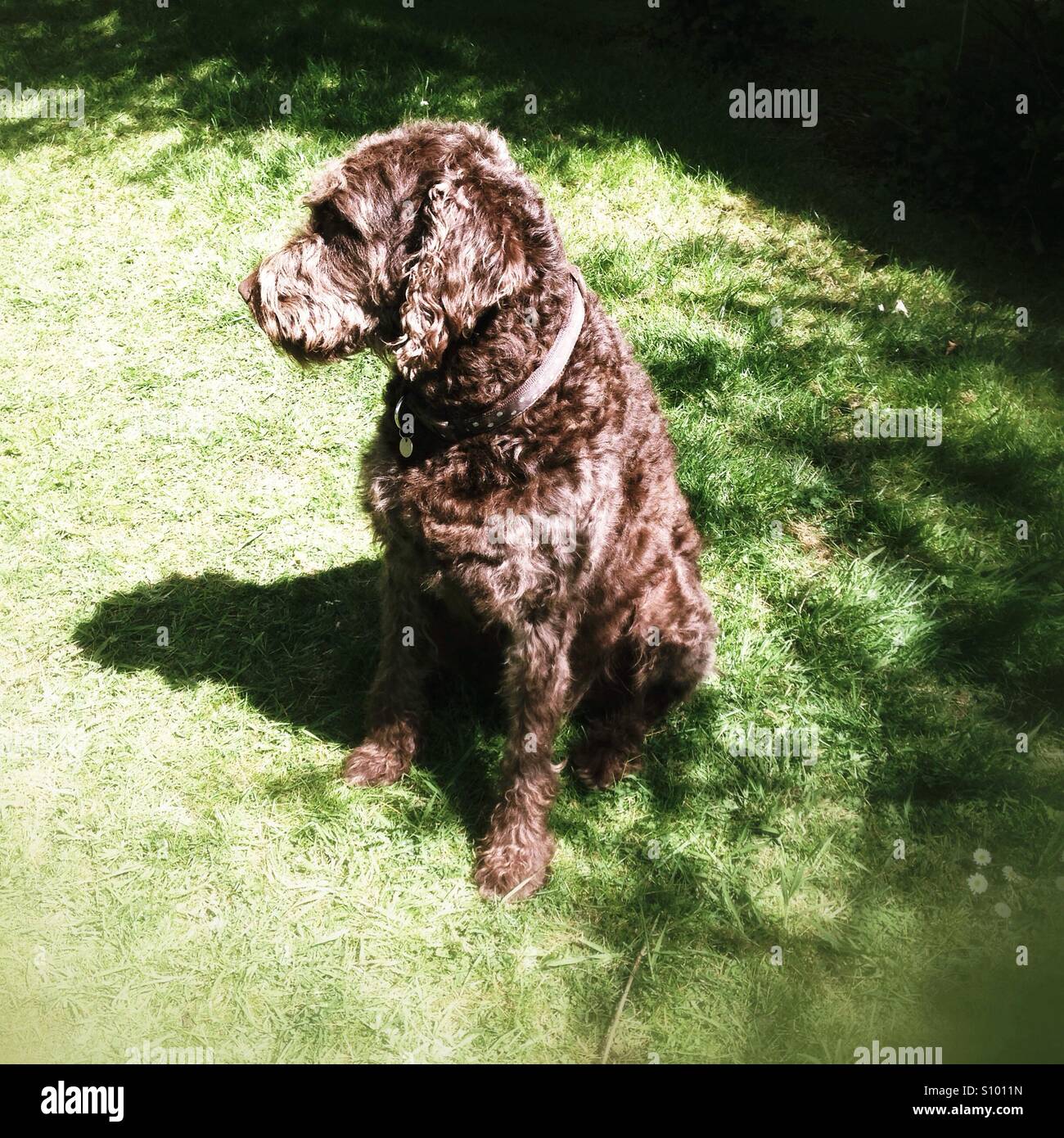 Chocolat chocolat labradoodle chien. Banque D'Images