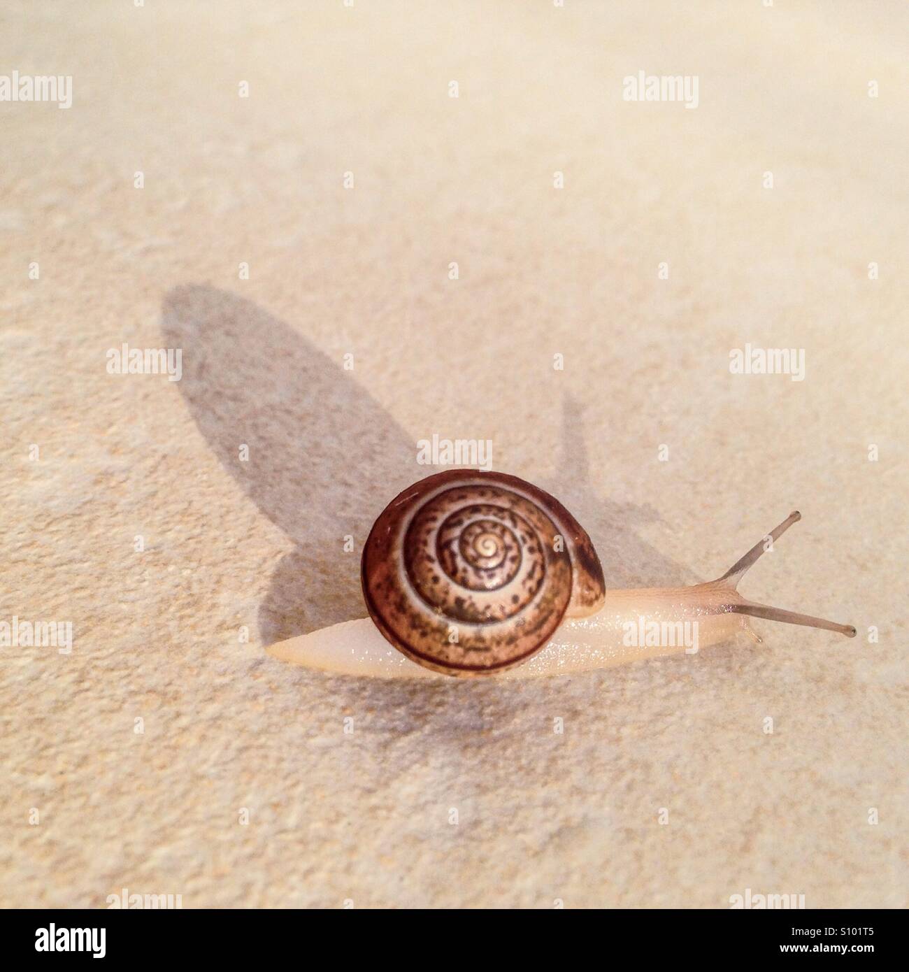 Un petit escargot jette une ombre comme il se déplace le long d'un mur au soleil Banque D'Images