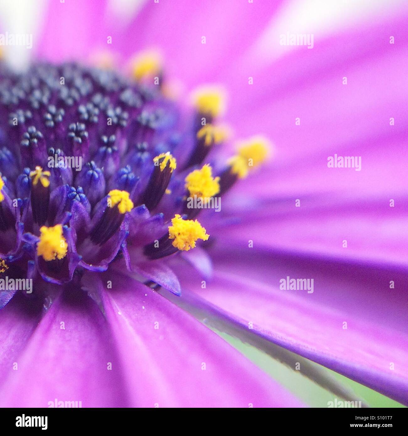 Macro d'une fleur pétale pourpre Ostéospermum fructicosum avec du pollen dans une journée de printemps Banque D'Images