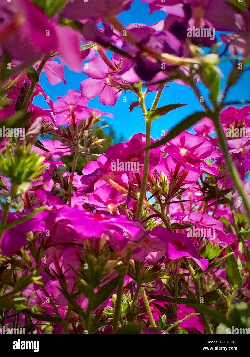 Parmi les Phlox...chaud rose fleurs contre un ciel bleu, Phlox drummondii - Image de stock capturée avec un smartphone