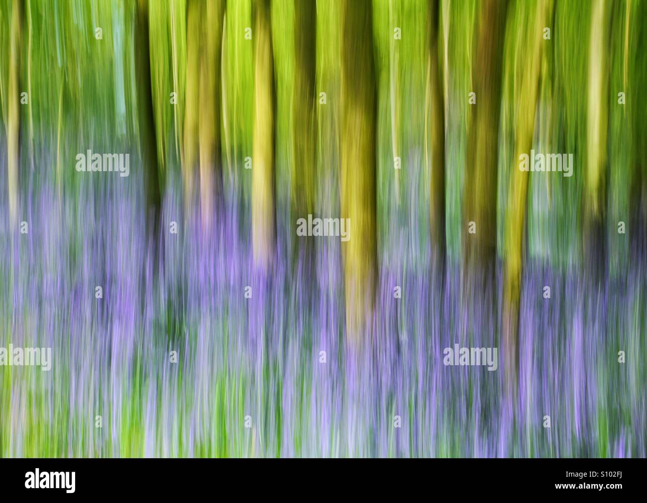 Un flou bois bluebell créer de belles nuances, couleurs et formes. Banque D'Images