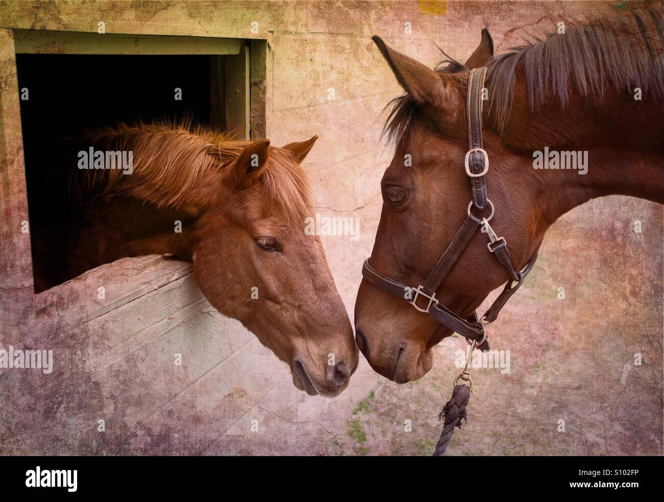 Deux chevaux s'embrassant. L'amour. Animaux Banque D'Images