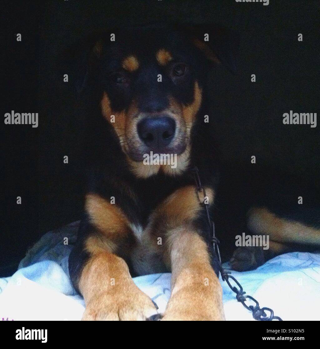 Chien Noir Et Brun Banque Dimages Photo Stock 310403441